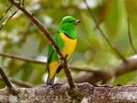 Blue-crowned Chlorophonia